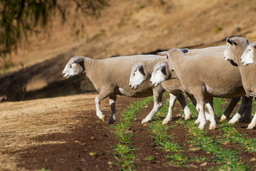 Dormer sheep on farm