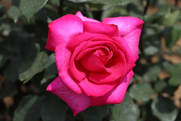 パローレ（バラ）