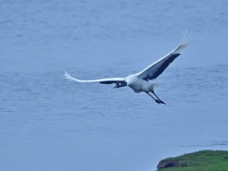 タンチョウヅルの飛翔シーン＠野付半島、北海道