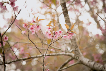 Beautiful cherry blossom or sakura in spring time over  sky