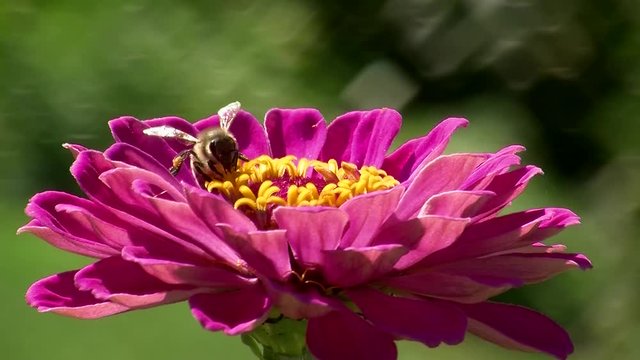 Eine Biene krabbelt auf den Bl&uuml;tenf&auml;den einer Zinnienbl&uuml;te