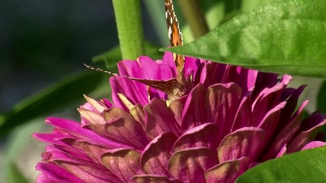 Ein Distelfalter (Schmetterling) tief in einer rosa Zinnienbl&uuml;te