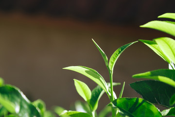 Fresh tea  leaves.