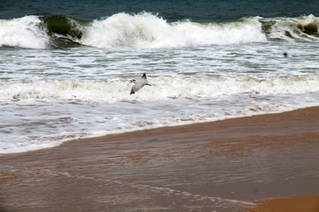 Seagull on the waves