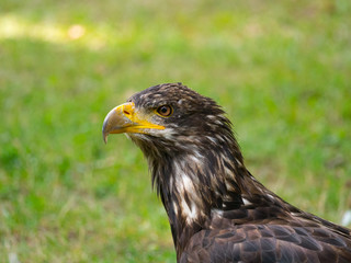 Fototapeta premium Aigle