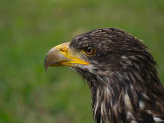 Aigle