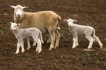 Dormer sheep on farm