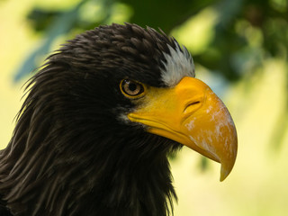 Aigle