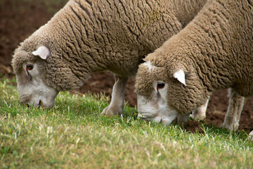 Dormer sheep on farm