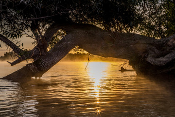 Fototapeta premium Ast im Sonnenaufgang am Ufer des Rhein bei Mainz