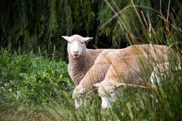 Obraz na płótnie Canvas Dormer sheep on farm