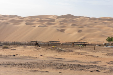 Arabische Sandwüste mit Kamelfarm