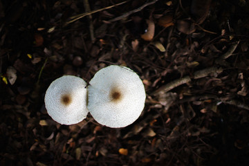 mushrooms on a soil background