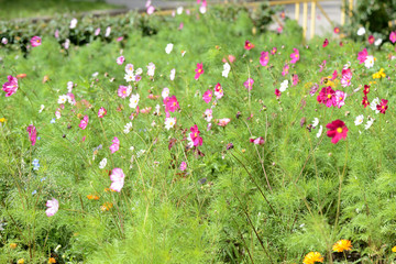 Beautiful cosmos flowers bloom in the garden on a sunny summer day close-up  cosmea