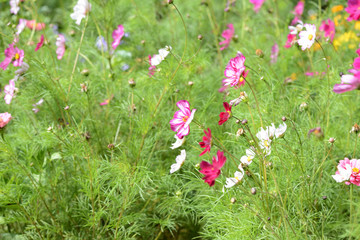 Beautiful cosmos flowers bloom in the garden on a sunny summer day close-up