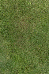 Obraz premium Green grass texture background top view