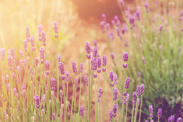 Close-Up Of Lavender Flowers Growing In Field with sun light