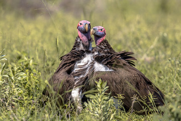 Lappet faced vultures display