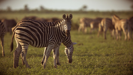 Fototapeta premium Common Zebras foraging