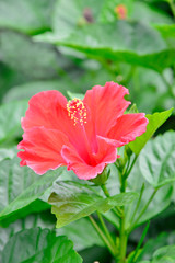 ハイビスカスの咲く風景