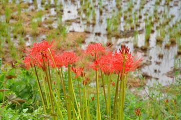 彼岸花の咲く風景