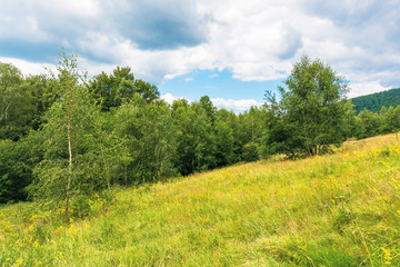 grassy glade in mountain. beautiful nature scenery on a cloudy day among the forest in summer time. wild herb of tutsan on the meadow