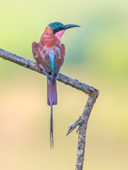 Southern carmine bee eater