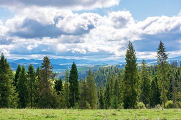 beautiful alpine landscape in september. spruce trees on the edge of a grassy meadow. windy weather with cloudy sky. carpathian mountain ridge kamjanka in the distance