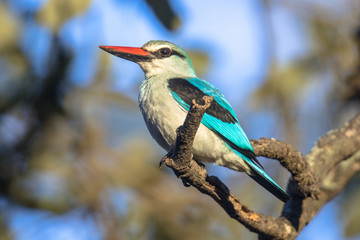 Woodland kingfisher on lookout