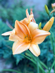 Fototapeta premium Beautiful garden flower yellow lily on a green background