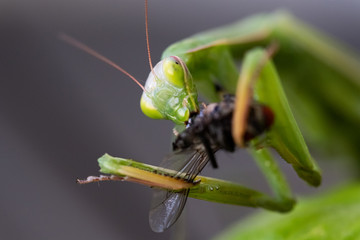 Praying mantis eating a fly