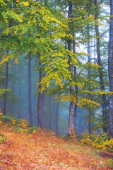 beautiful forest scenery in foggy weather. foliage on trees in amazing fall colors. uncertainty mood concept