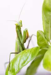 Portrait of a mantis