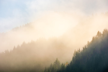 sun light through fog and clouds above the forest. spruce trees on the hill viewed from below. magical nature scenery in autumn. beautiful morning dreams concept