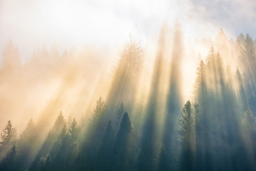 sun light through fog and clouds above the forest. spruce trees on the hill viewed from below....