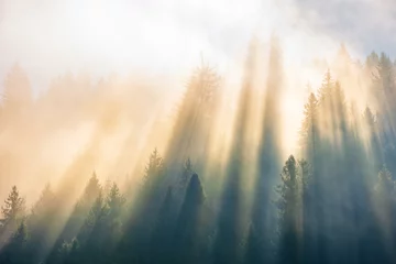 Washable wall murals Morning with fog sun light through fog and clouds above the forest. spruce trees on the hill viewed from below. magical nature scenery in autumn. beautiful morning dreams concept