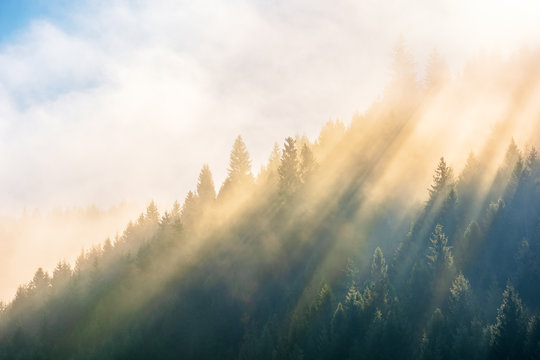 sun light through fog and clouds above the forest. spruce trees on the hill viewed from below. magical nature scenery in autumn. beautiful morning dreams concept