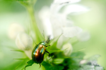 abstract wallpaper with insects, firefly bug and ant, insects in nature