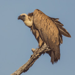 White backed vulture in dead tree