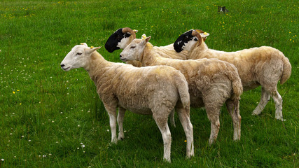 Schafe, Schafböcke und ein wachsamer Hütehund