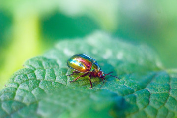 firefly beetle in nature, firefly, beetle