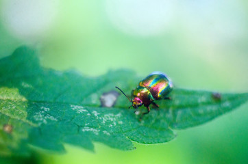 firefly beetle in nature, firefly, beetle