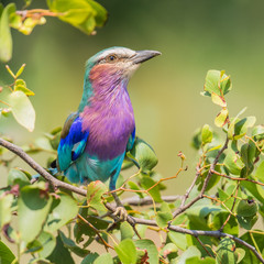 Lilac breasted roller in mopani bush