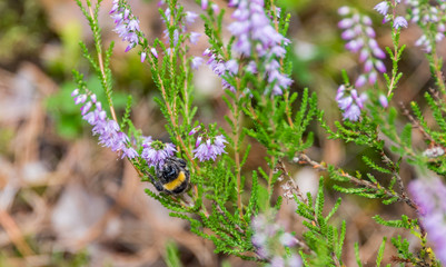Bee on Purple Wildflowers in a Forest