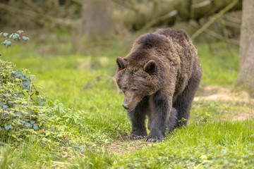 European brown bear walking in forest habitat