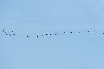 Flock of Black Cormorants in a Clear Blue Sky