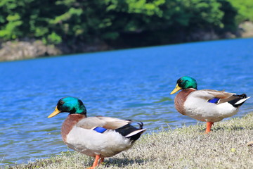カモ