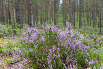 Lavender Wildflowers in Summer in a Forest in Latvia