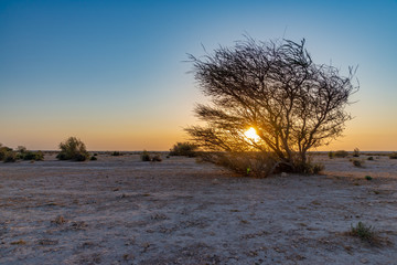 Silhouette of an acacia tree in the Qatar desert at sunset