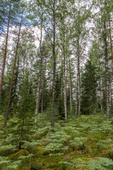 Deep Green Summer Forest in Latvia